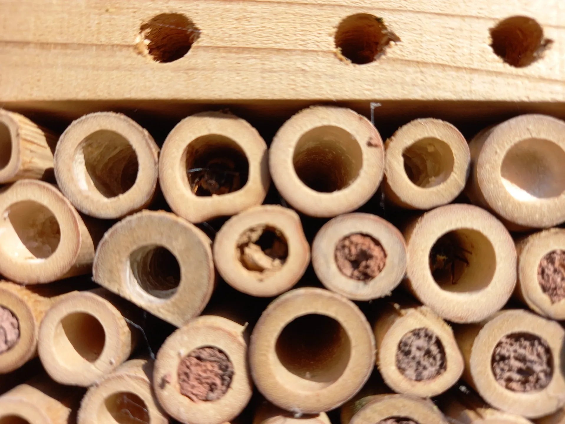Can you spot the mason bees?