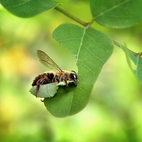 leafcutter bee carrying leaf