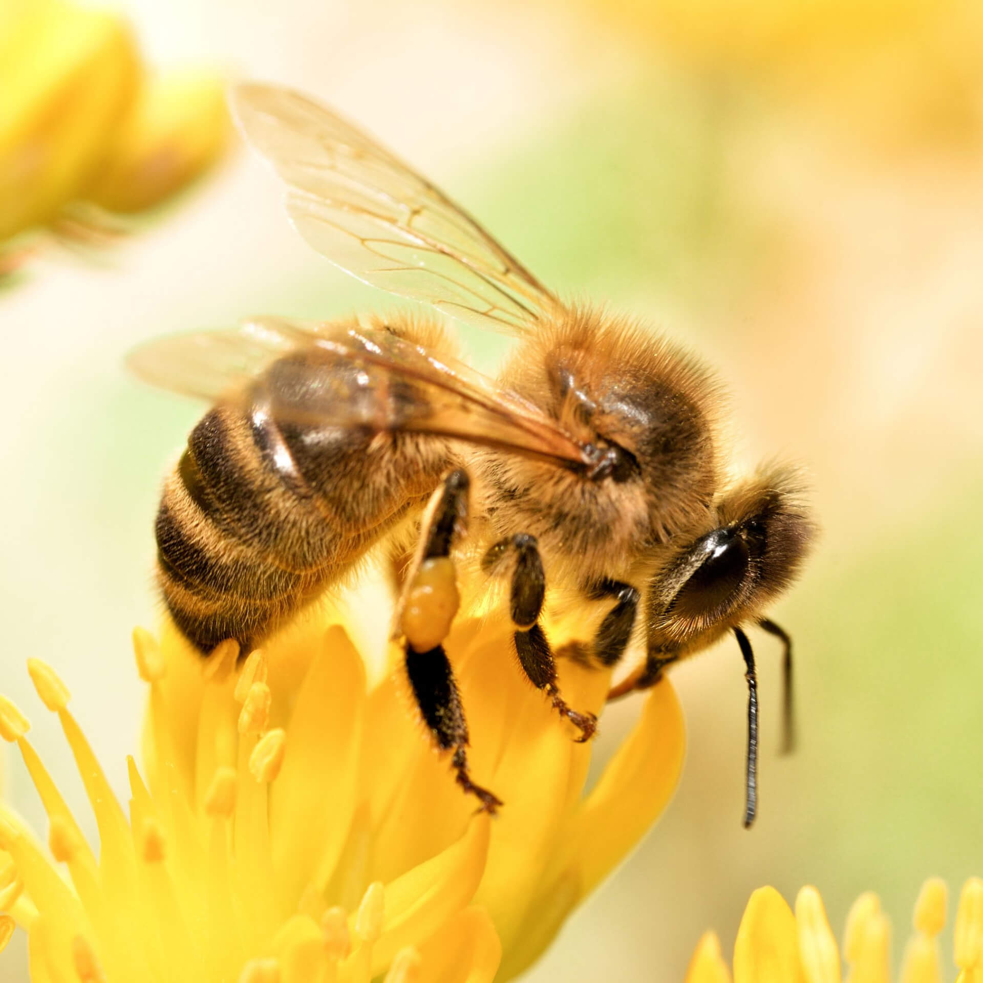 Honey bee - Jake's favourite bee