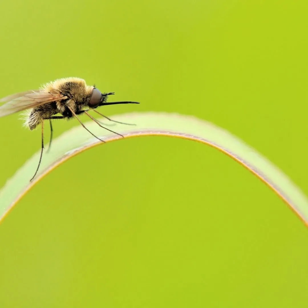 Bee-flies (Bombylius)