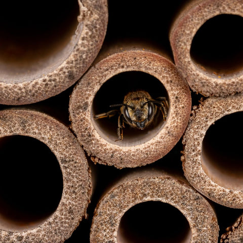 leafcutter bee in bee hotel