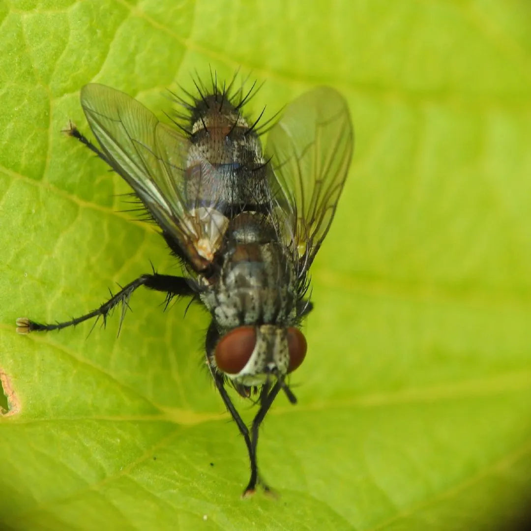 Parasitic flies (Tachinidae)