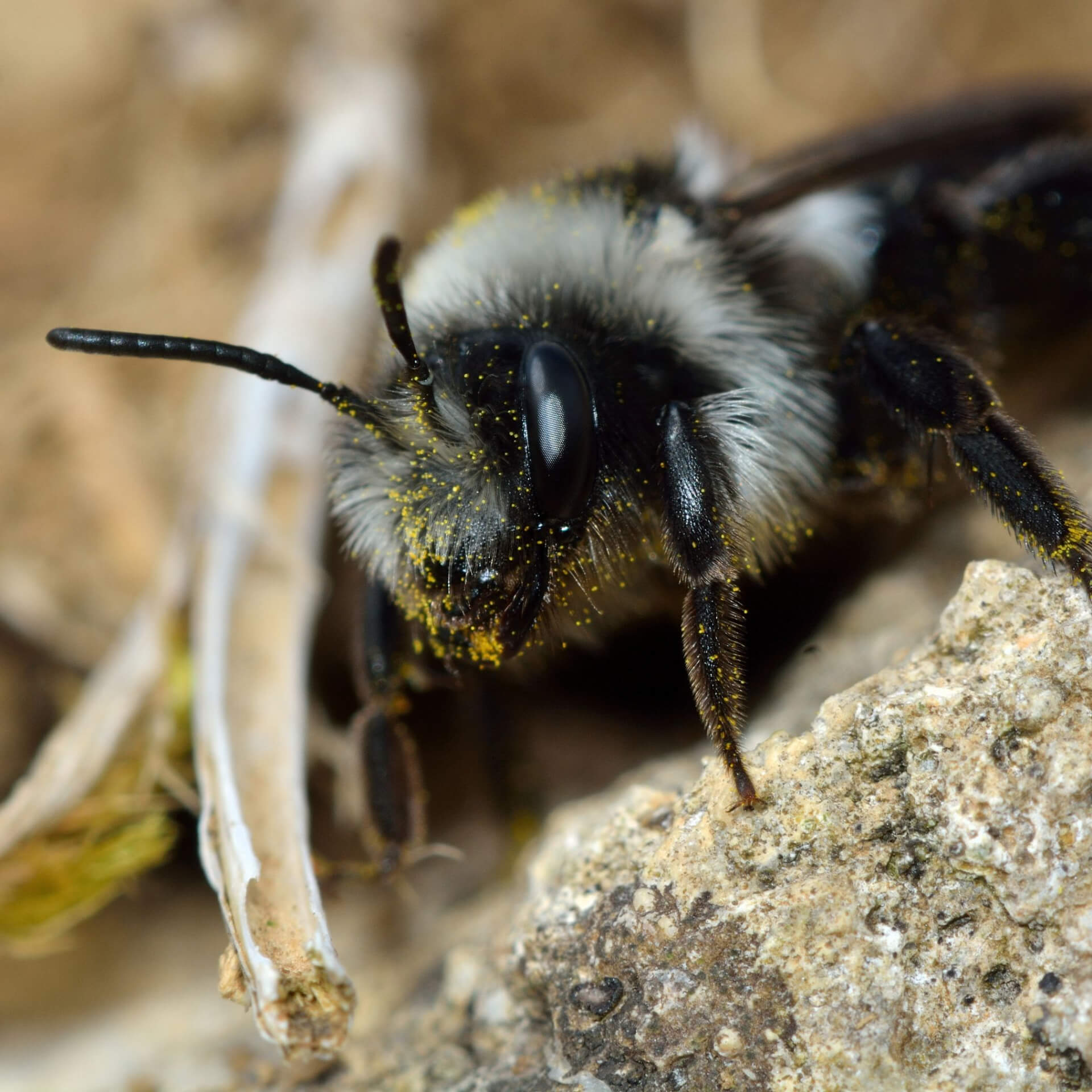 Ashy mining bee - Jasmine's favourite bee