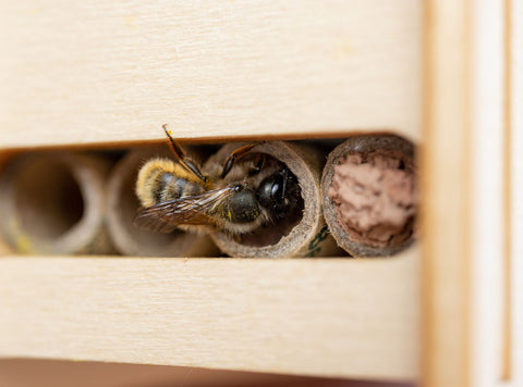 Mason solitary bee in a bee hotel