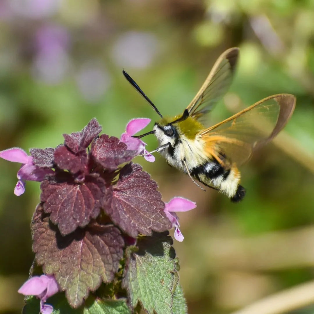 Broad-bordered bee hawk-moth (Hemaris fuciformis)