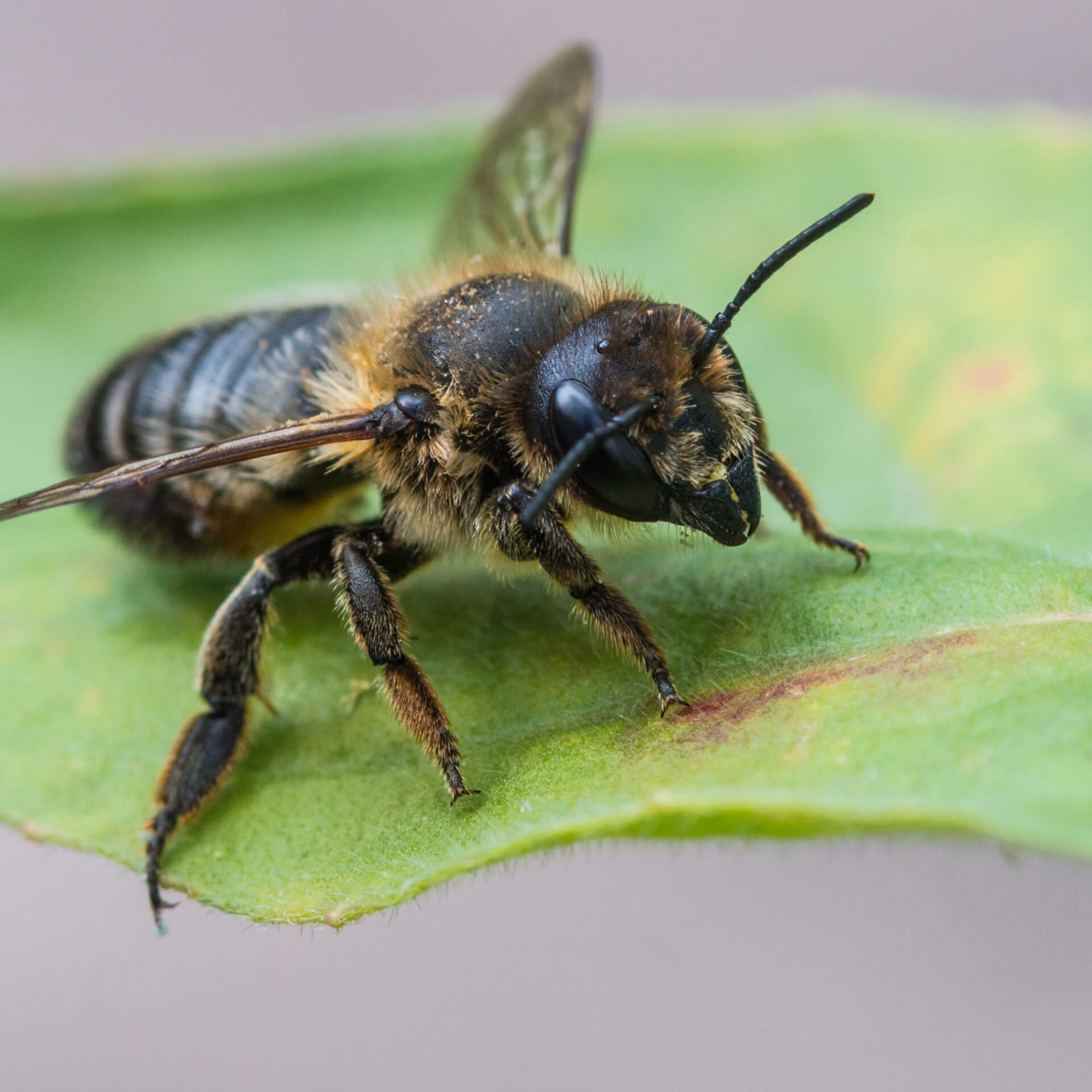 Leaf-cutter bee - Jenny's favourite bee