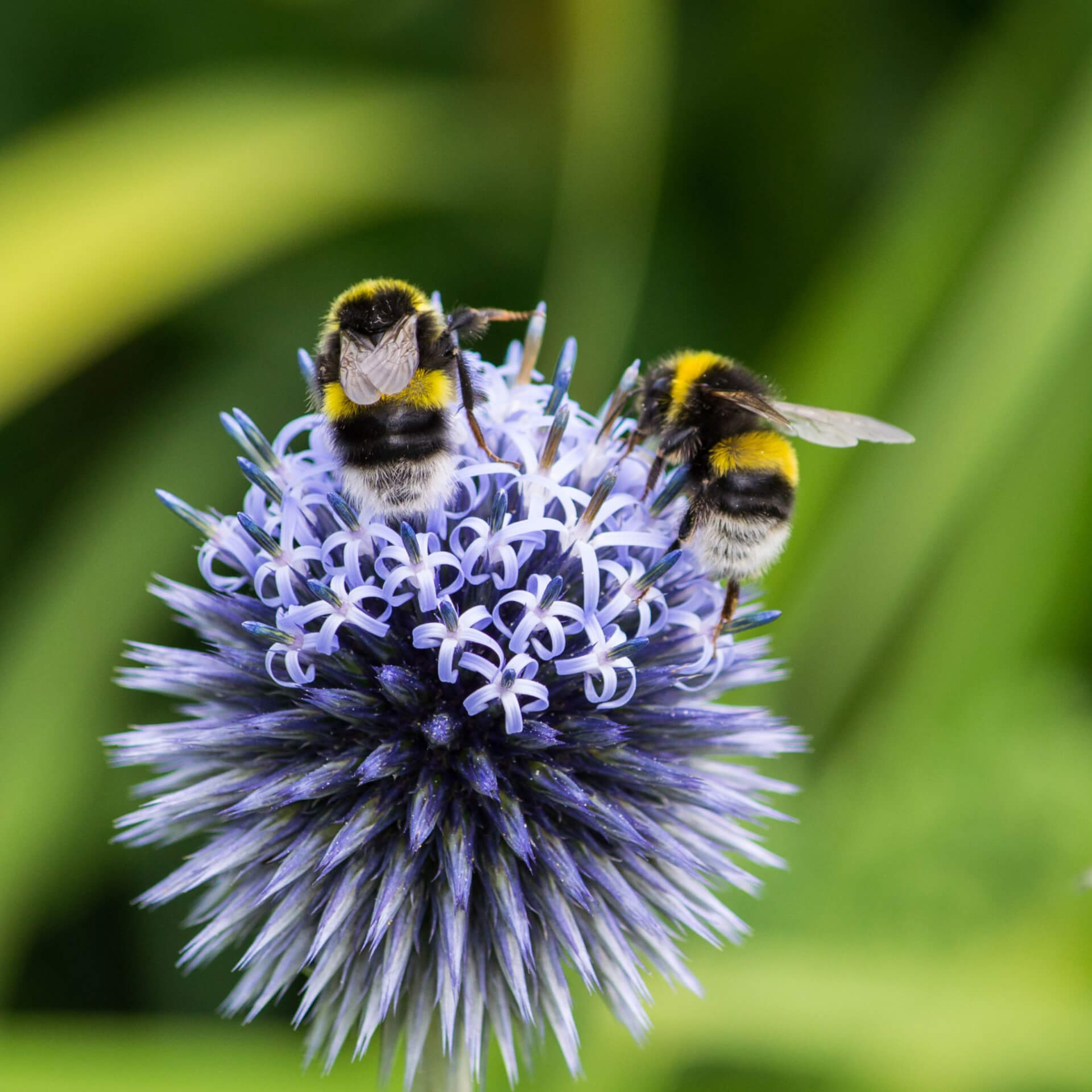 White-tailed bumblebee - Calum's favourite bee
