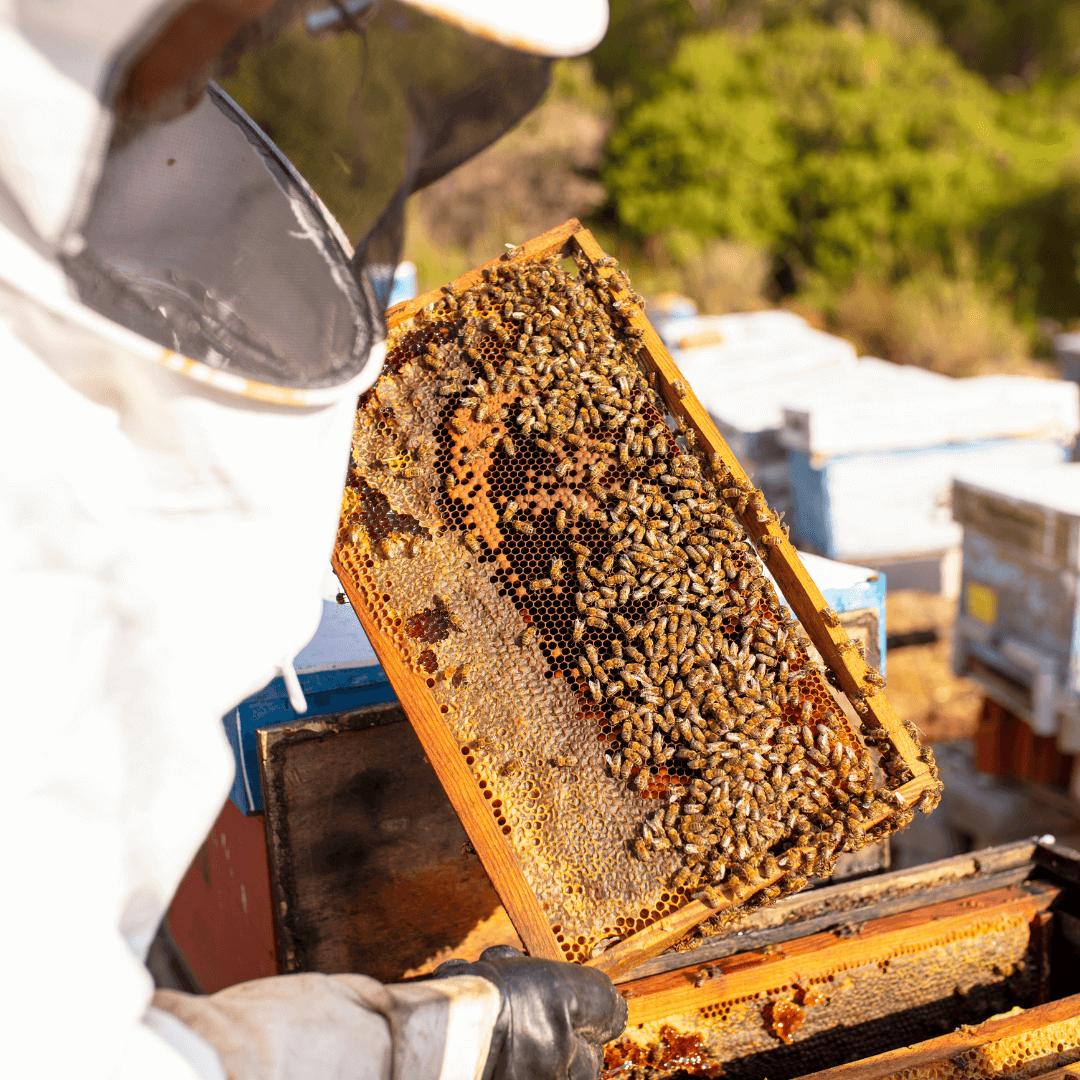 suited beekeeper examining bees from the beehive