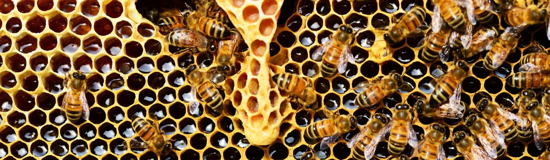bees on a honeycomb dripping with honey