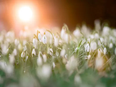 snowdrops