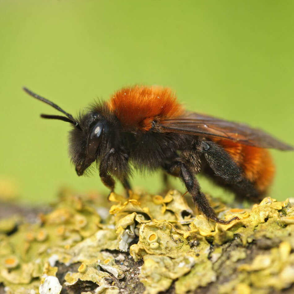 Female Tawny Mining Bee