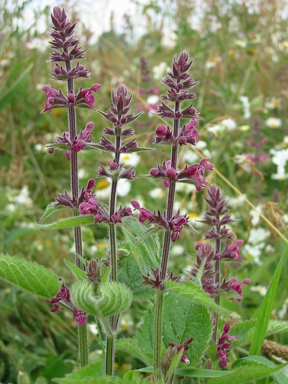 Hedgerow Seed Mix