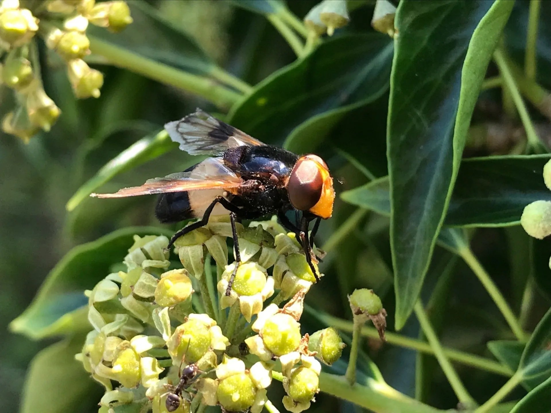 Wild ivy is a really important plant for pollinators like this hoverfly (Volucella pellucens)