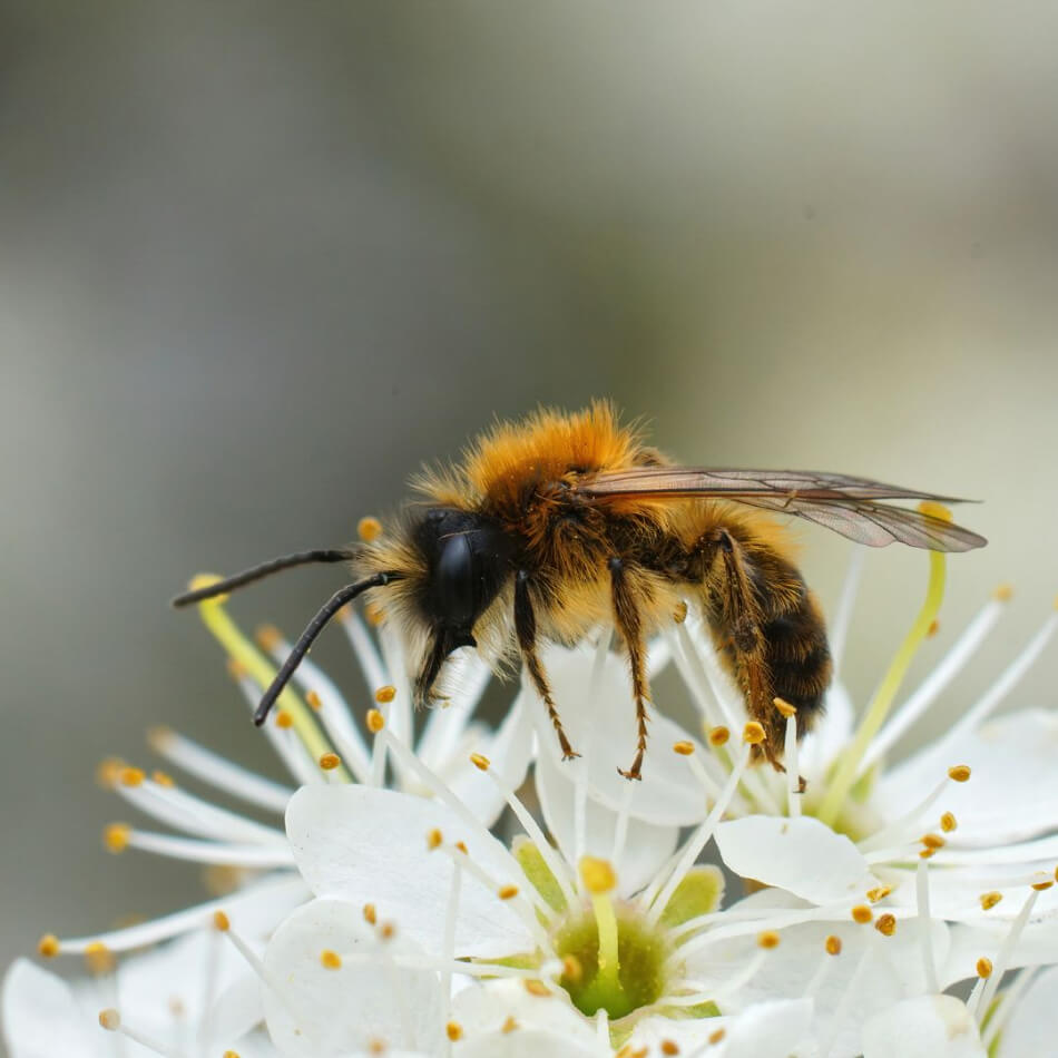 Male Tawny Mining Bee