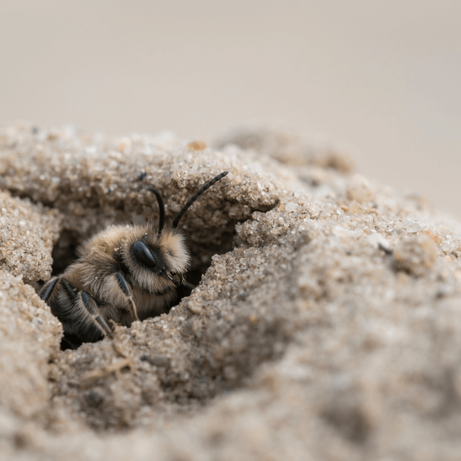 Ashy Mining Bee In Nest