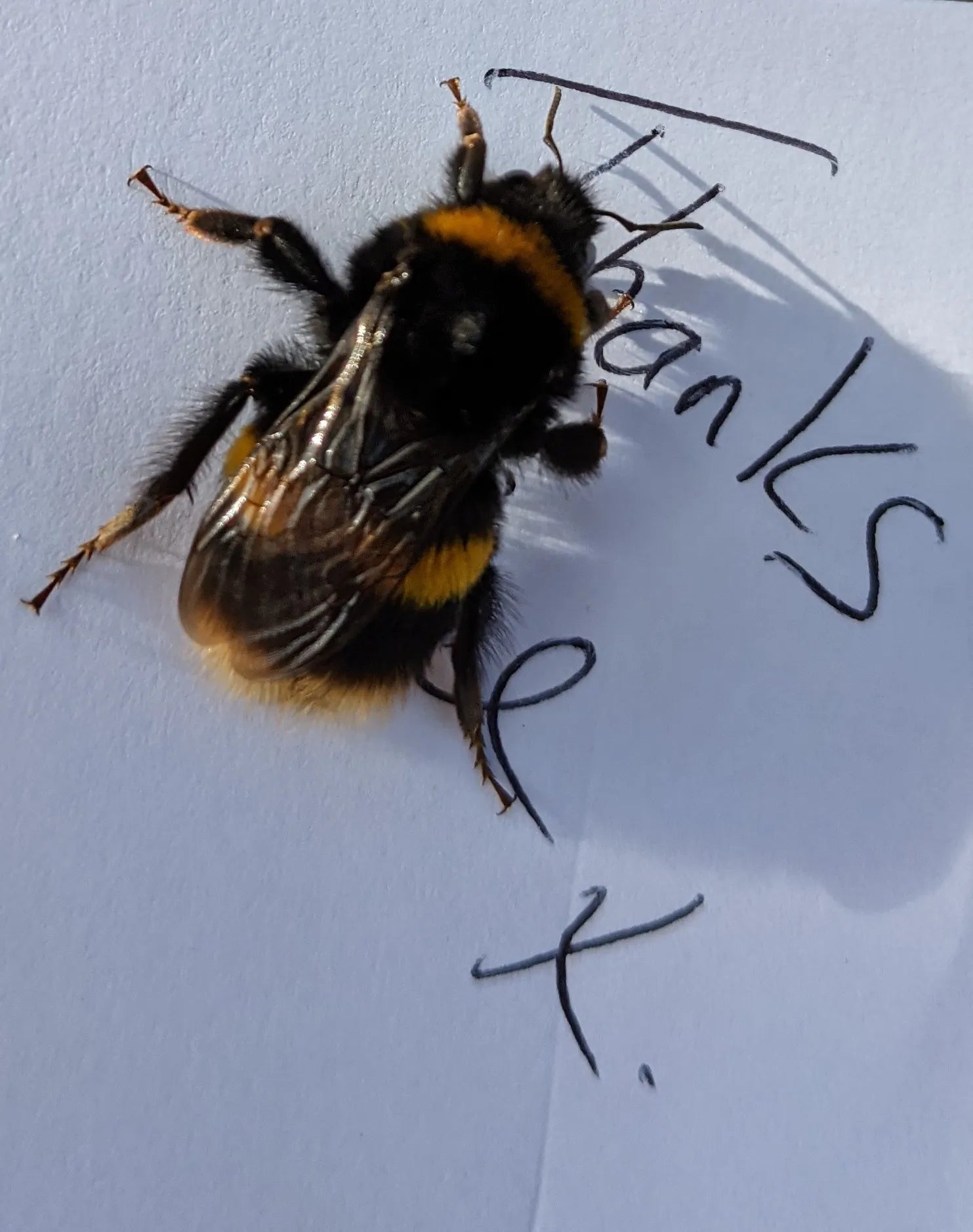 bee on top of a handwritten thankyou note