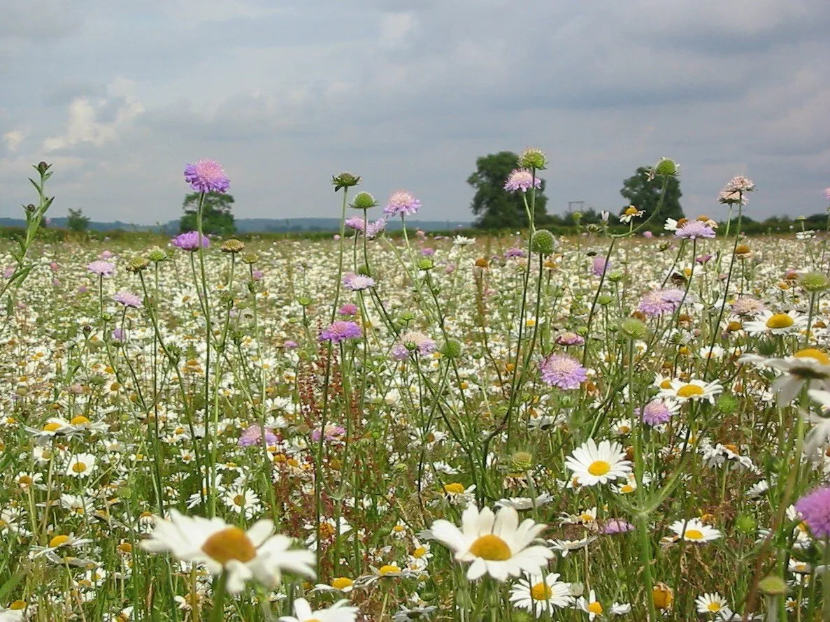 Summer Bee and Butterfly Mix