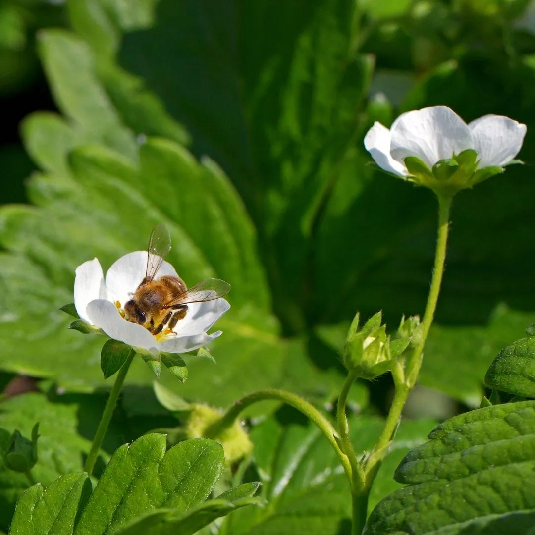 Honey bee on strawberry white flower