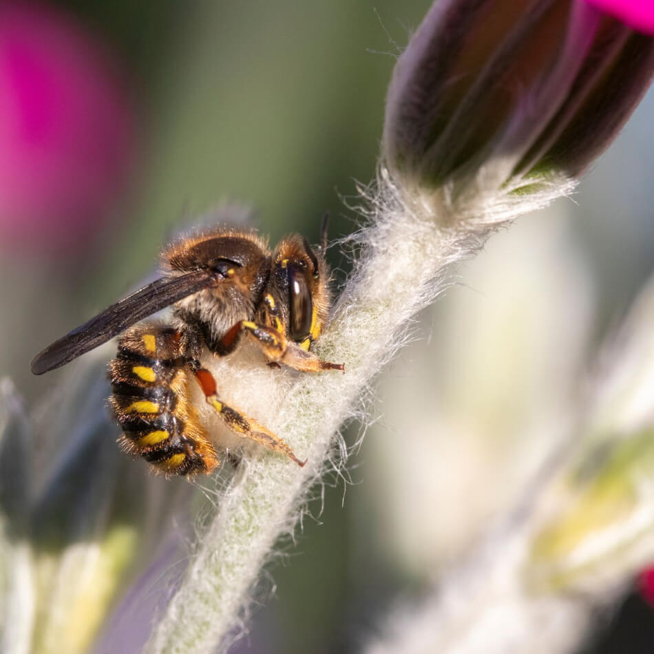 How to recognise a Wool Carder Bee