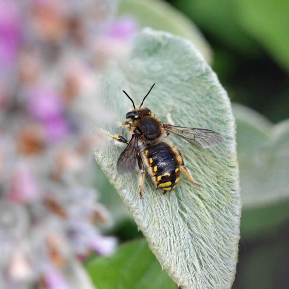 Wool Carder Bee on the fuzzy leaved Lamb's ear plant