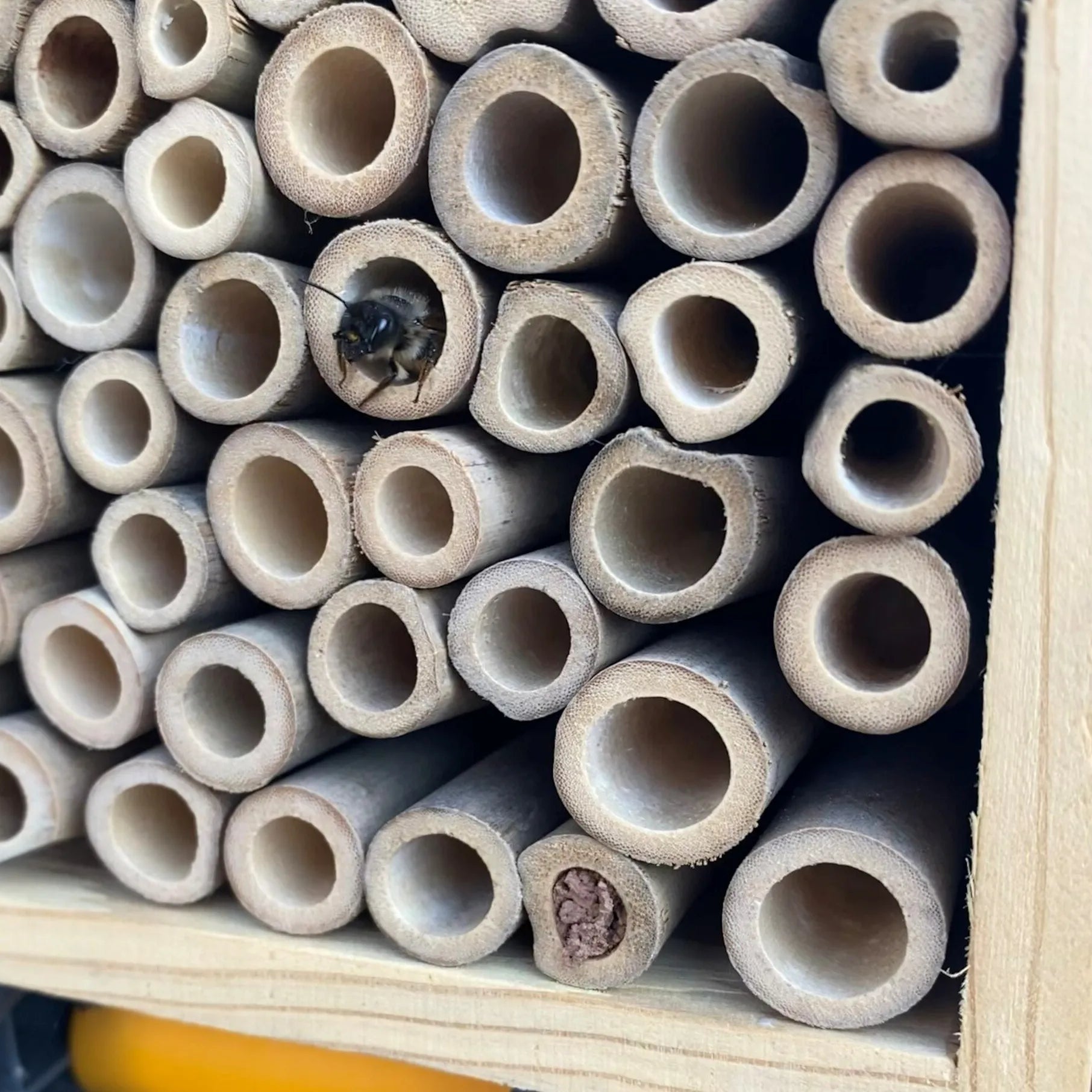 mason bee inside a bee hotel