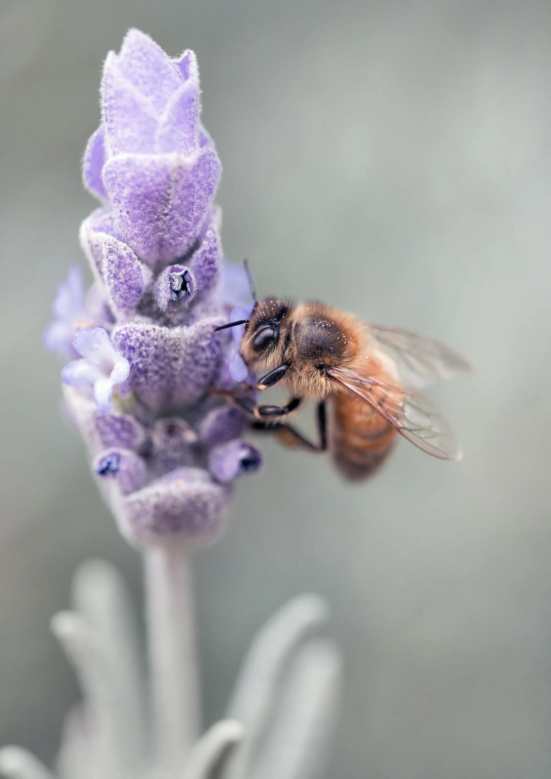 david clodes image of a bee on lavendar class=