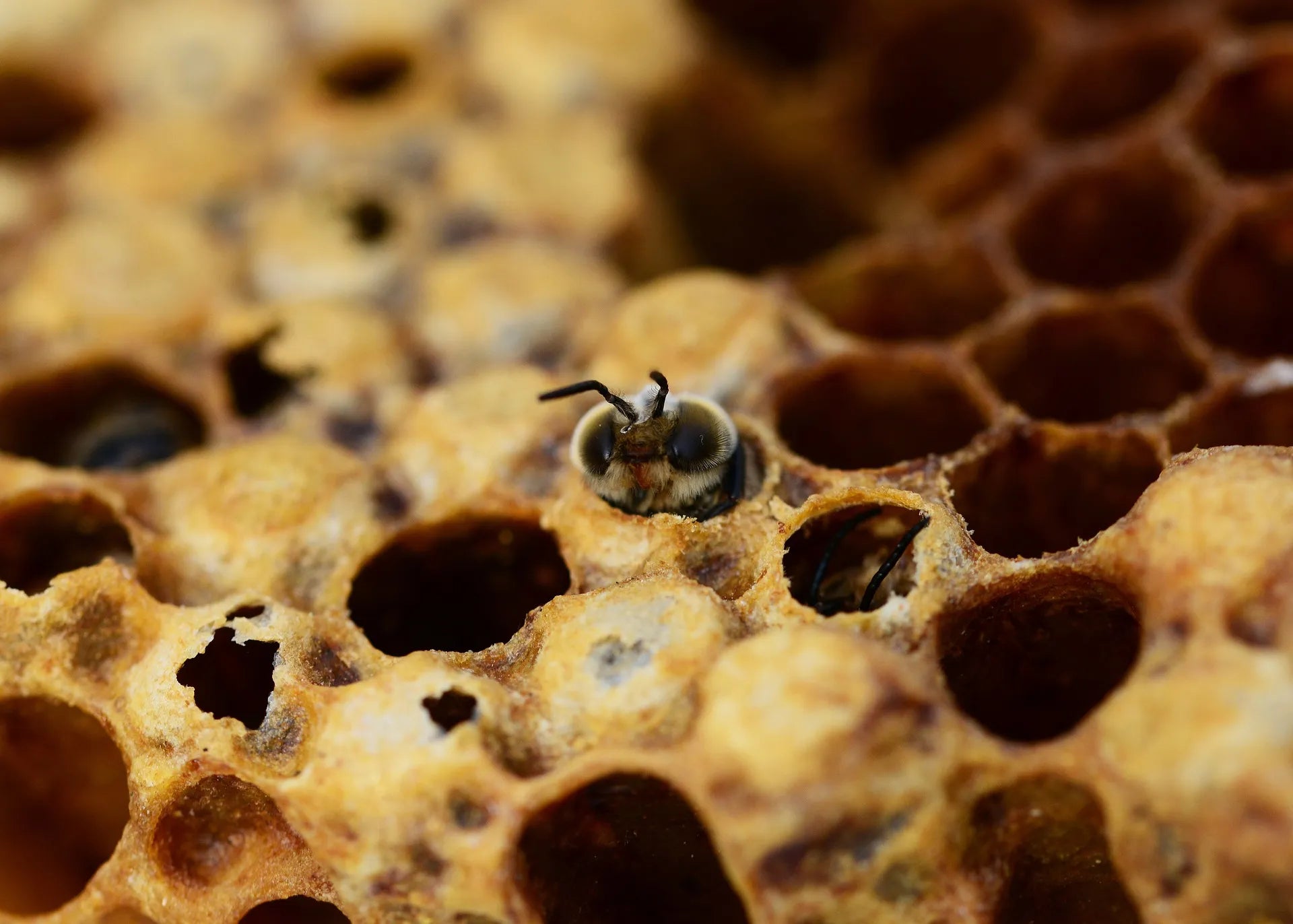 drone (male honey bee) hatching from a cell in a beehive. image by PollyDot