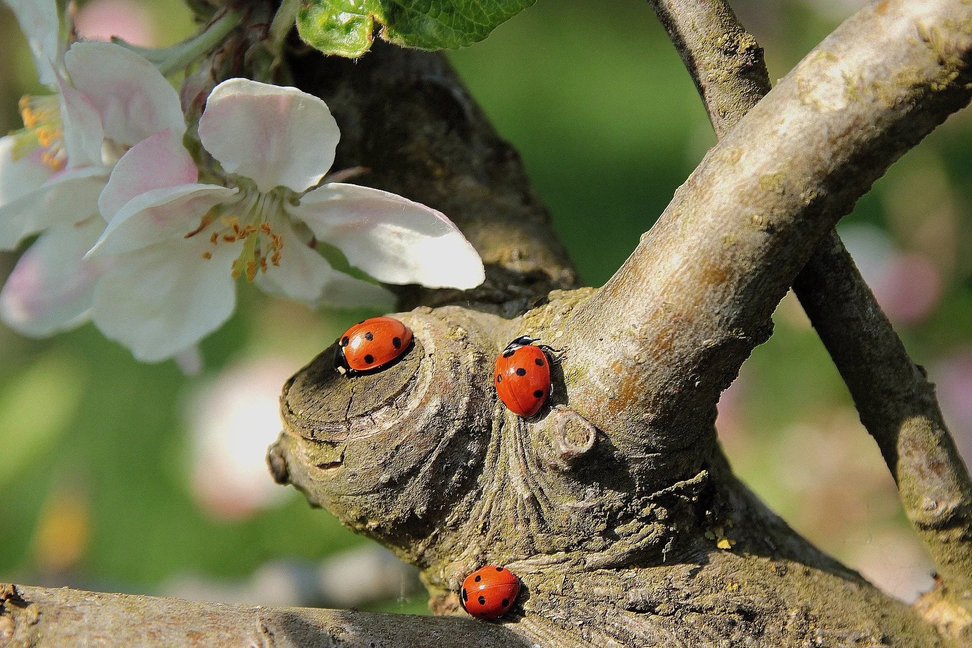 One example of natural pest control, using ladybirds to limit numbers of aphids.