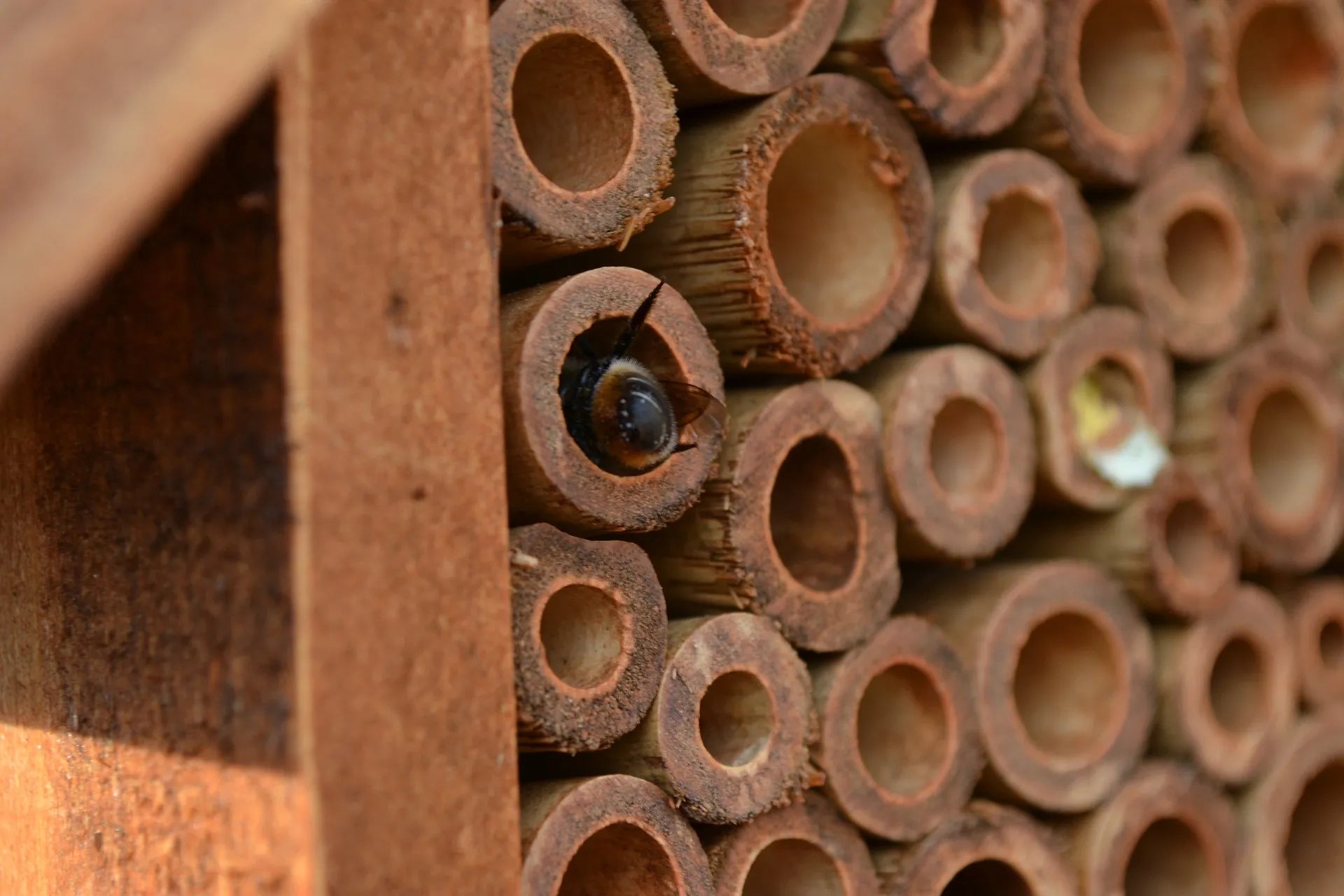 Solitary bee nesting in a bee hotel. Image by PollyDot.