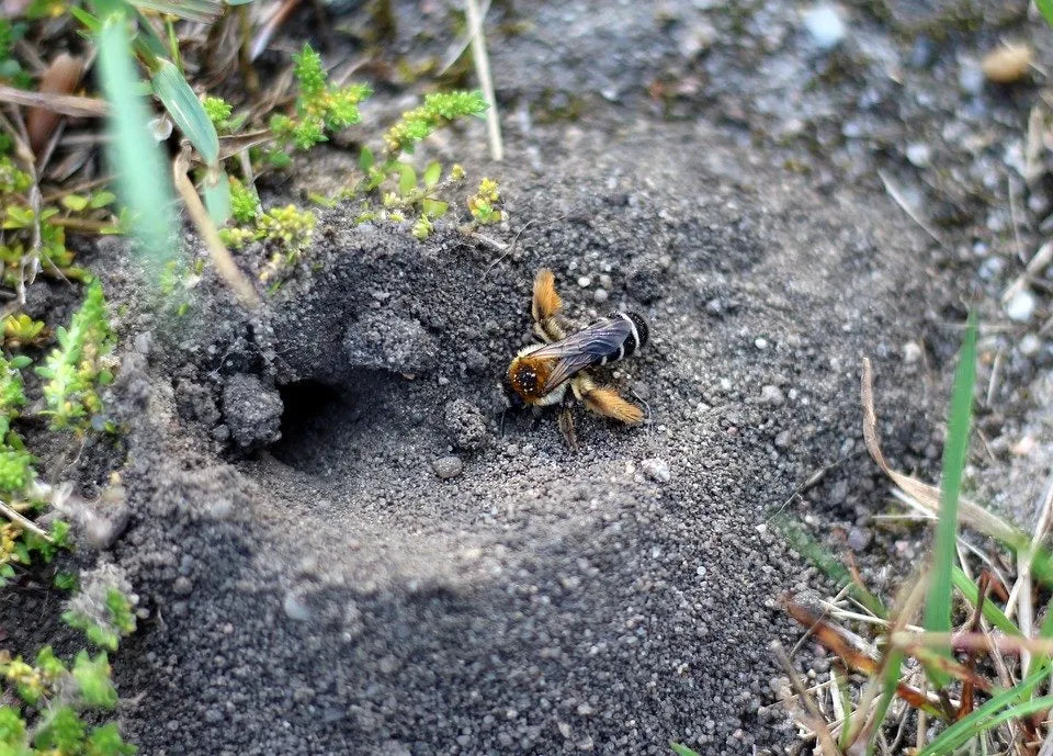 About sixty species of mining bees nest in the soil