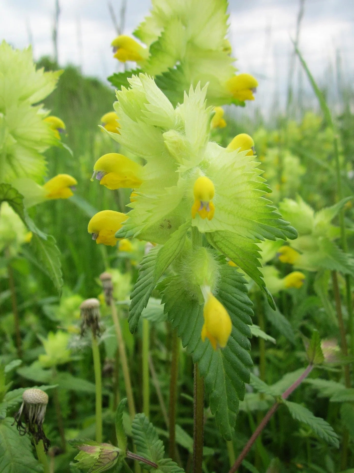 Yellow Rattle