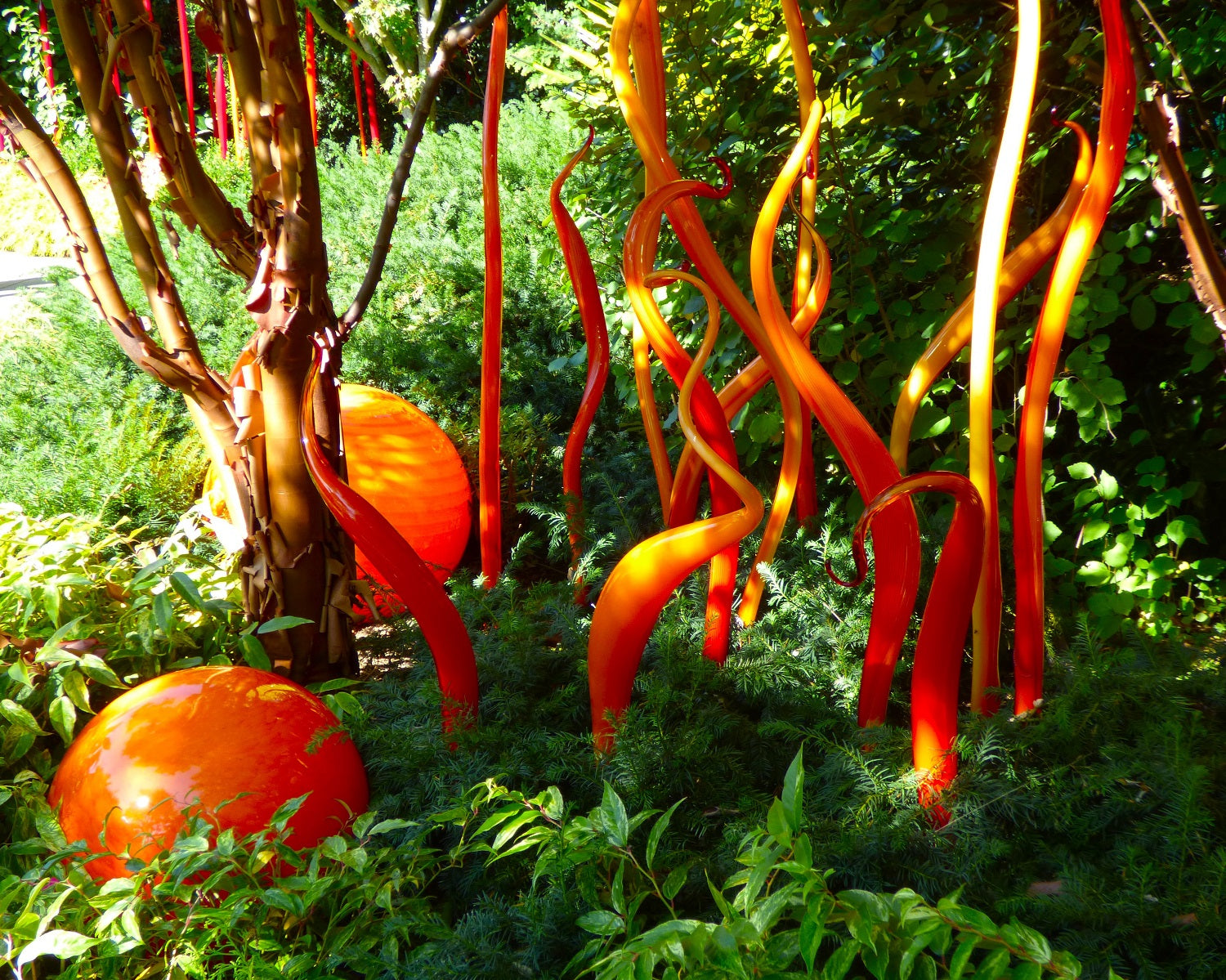 Paperbark Maples at Chihuly Garden and Glass