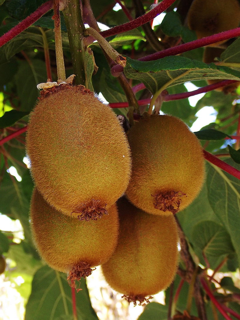 Actinidia chinensis