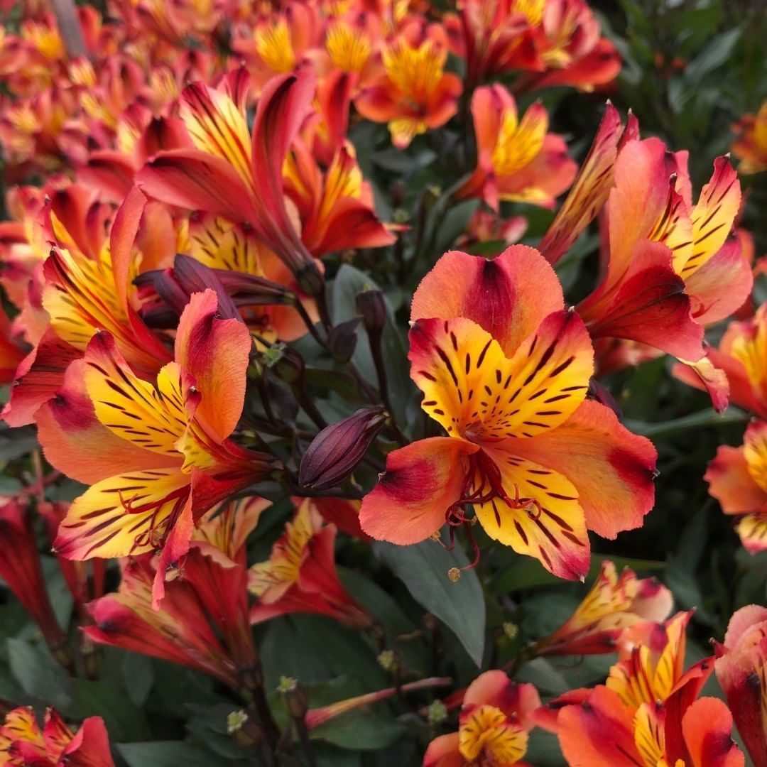 Alstroemeria ‘Indian Summer’