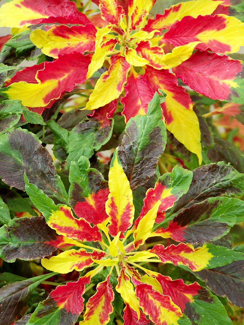 Amaranthus tricolor Plant