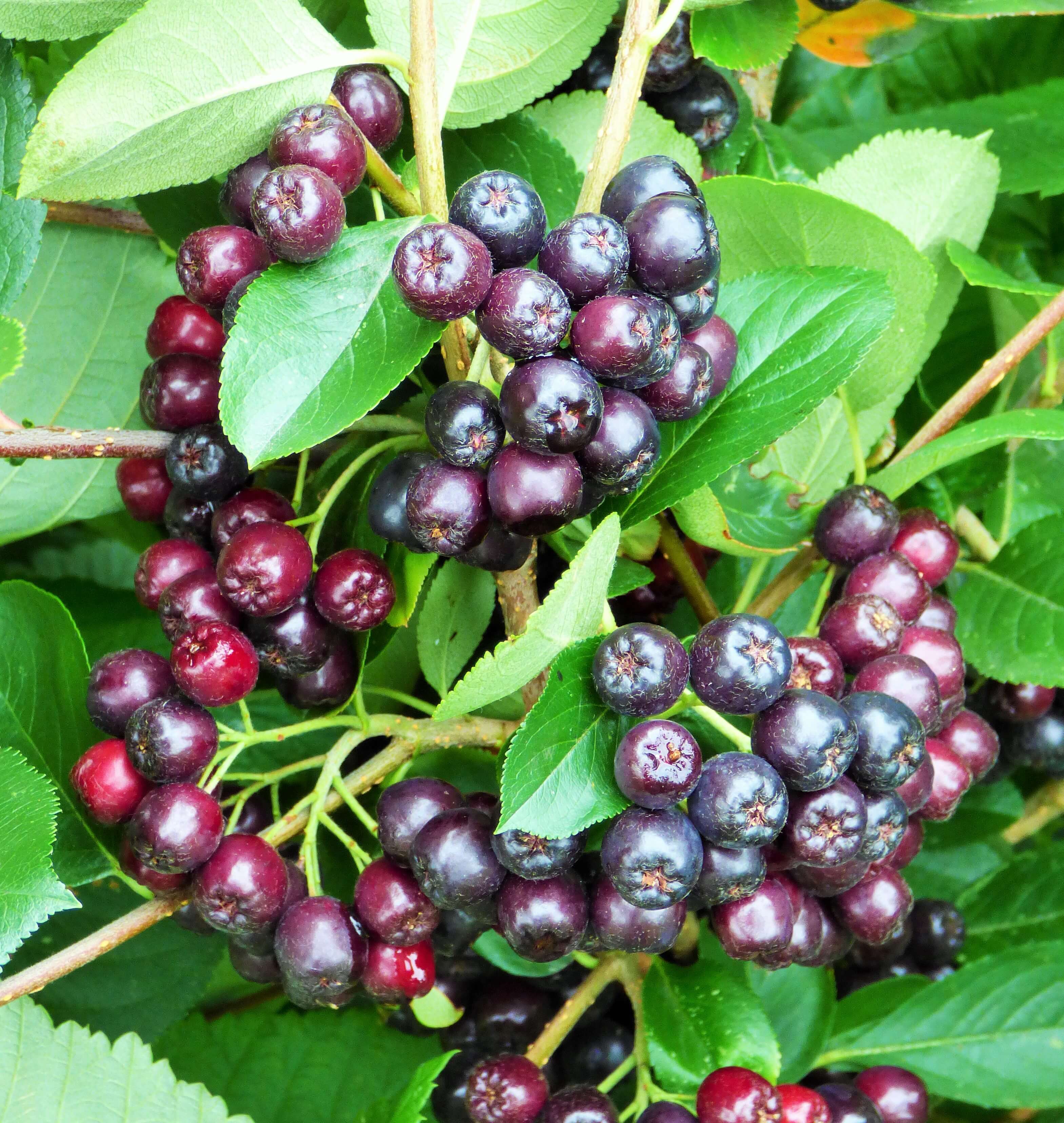 What are the beautiful red berries by the side of the road