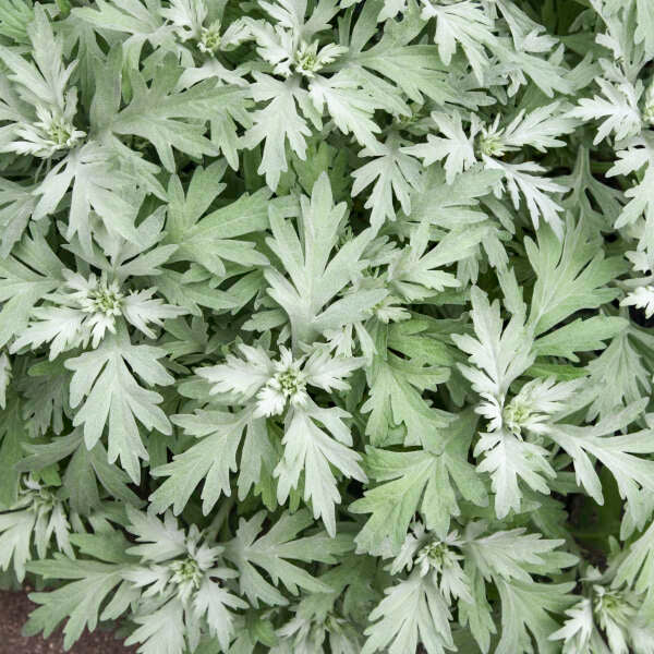 Artemisia 'Silver Lining' Plant