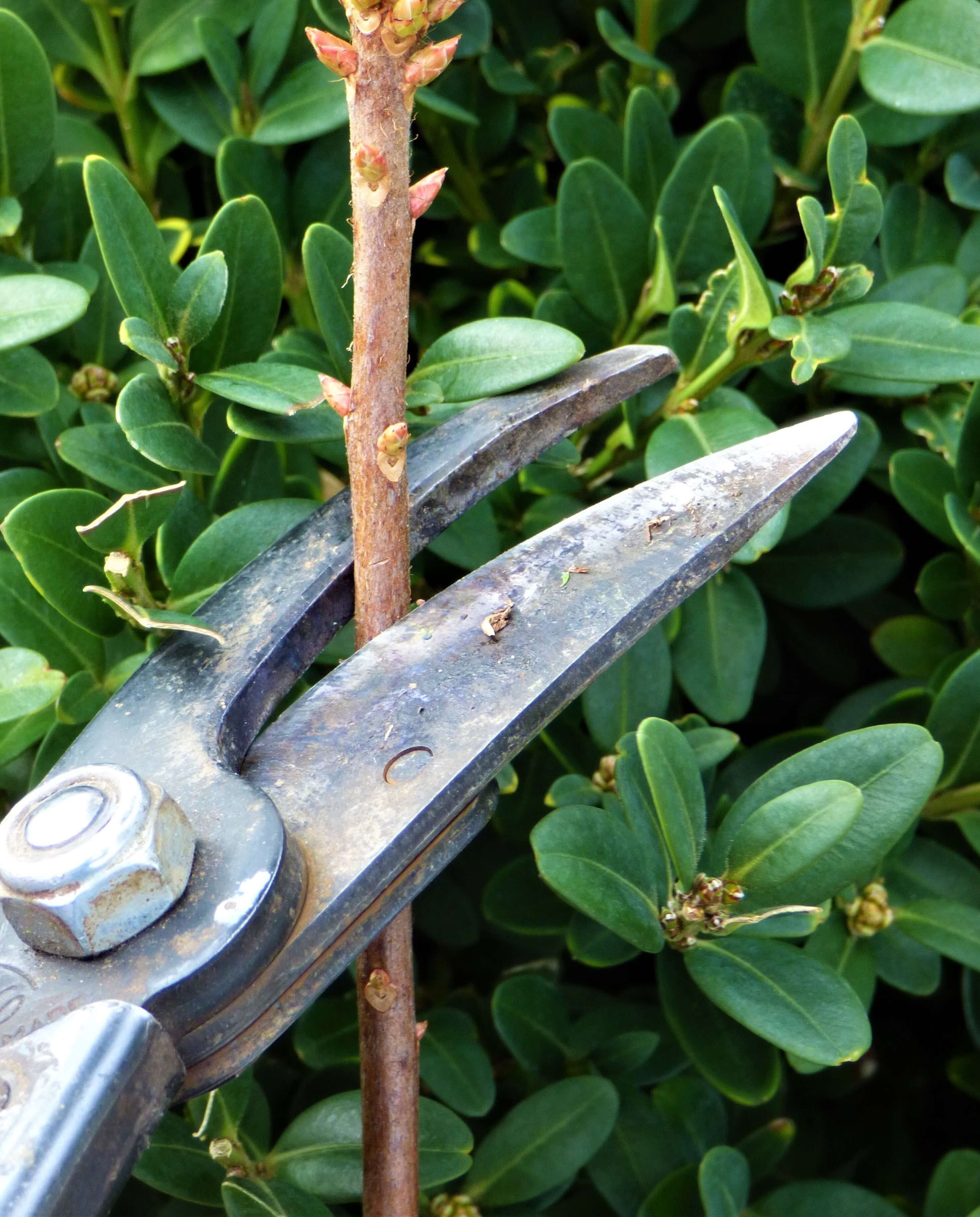 Pruning Azalea