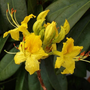 Rhododendron luteum (Species Rhododendron)