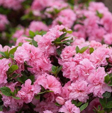 Azalea ‘Bloom-A-Thon Pink Double’