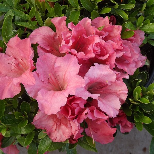 ‘Gumpo Pink’