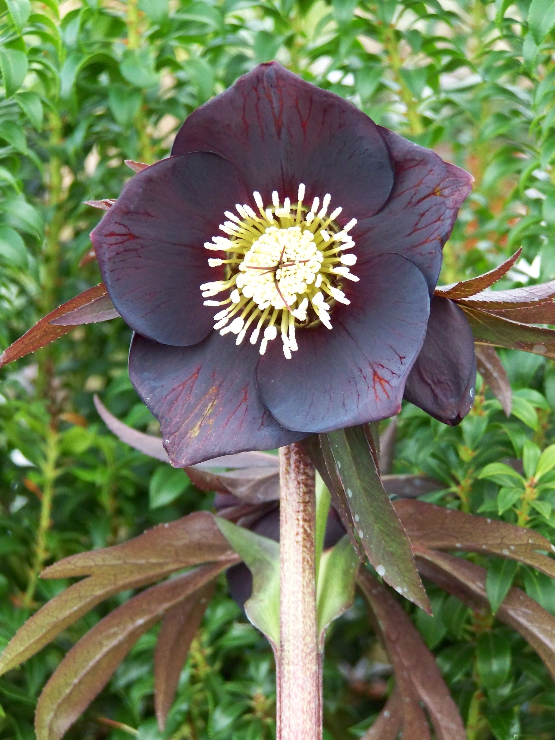 Hellebore 'Blue Lady'