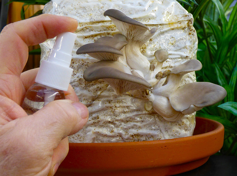 Blue Oyster Mushrooms