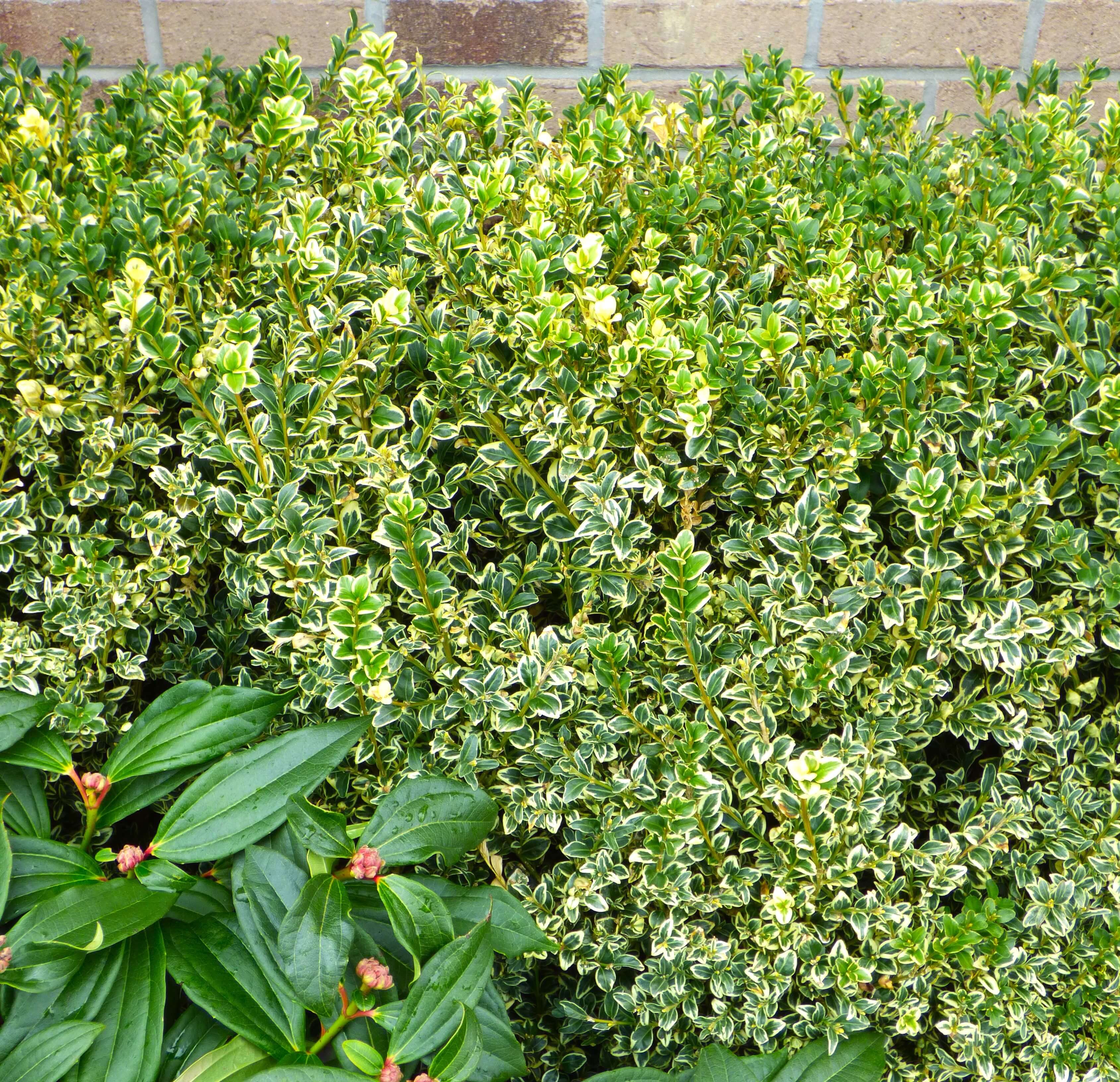 Variegated English Boxwood