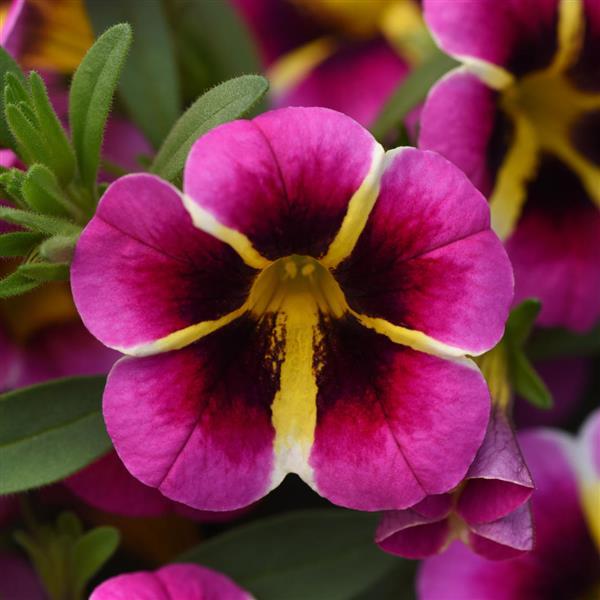 Calibrachoa ‘MiniFamous Neo Pink Hawaii’