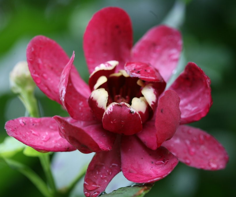 Calycanthus 'Aphrodite' - Proven Winners