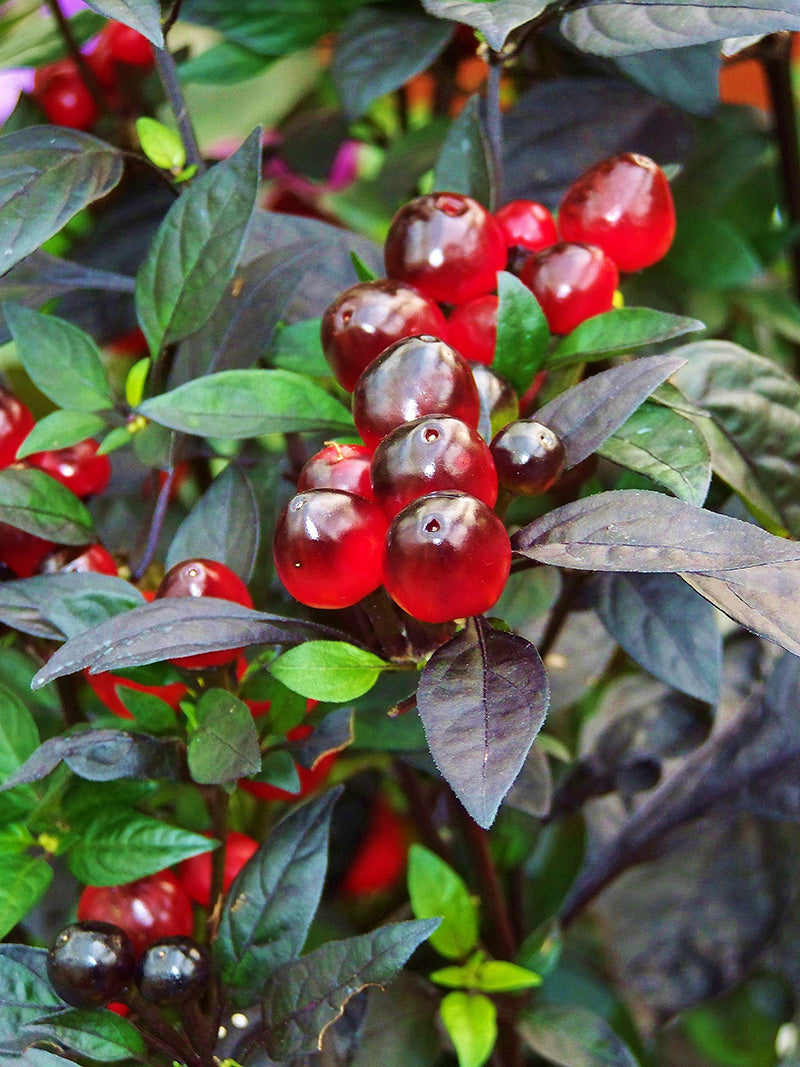 Capsicum annuum 'Black Pearl' Plant