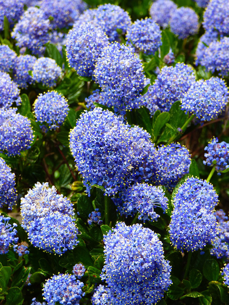 California Lilac (Ceanothus ‘Victoria’) Plant
