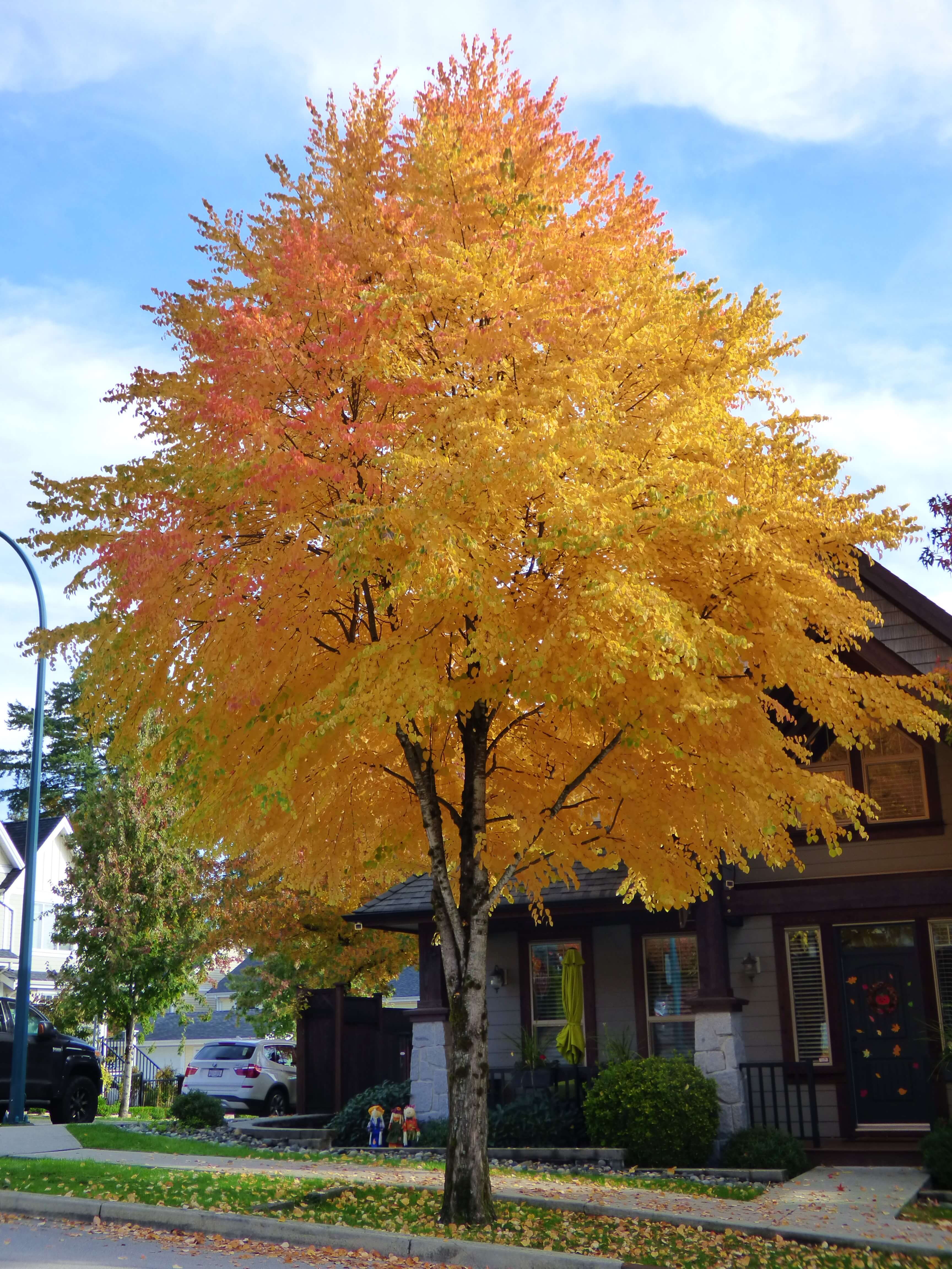 Katsura Tree