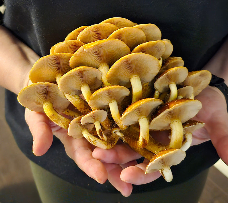 Chestnut Mushrooms